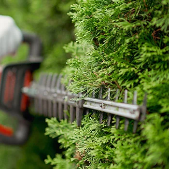 Hedge trimming as part of a grounds maintenance service on a Sussex site